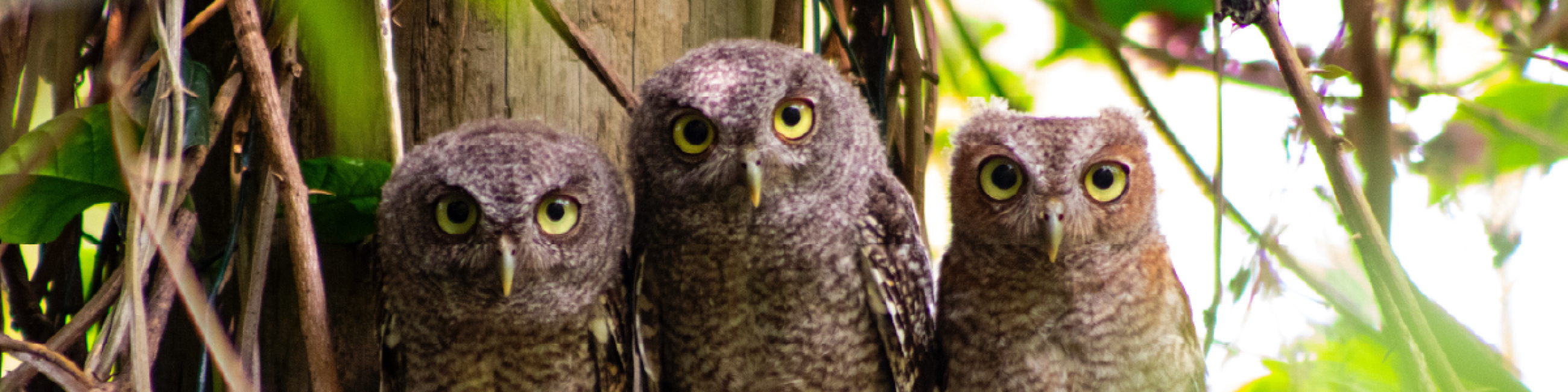 three owls