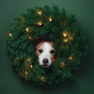 Jack Russell terrier peeking through center of a pine wreath